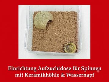 Aufzuchtdose für Spinnen-drei-dufte-dinge24